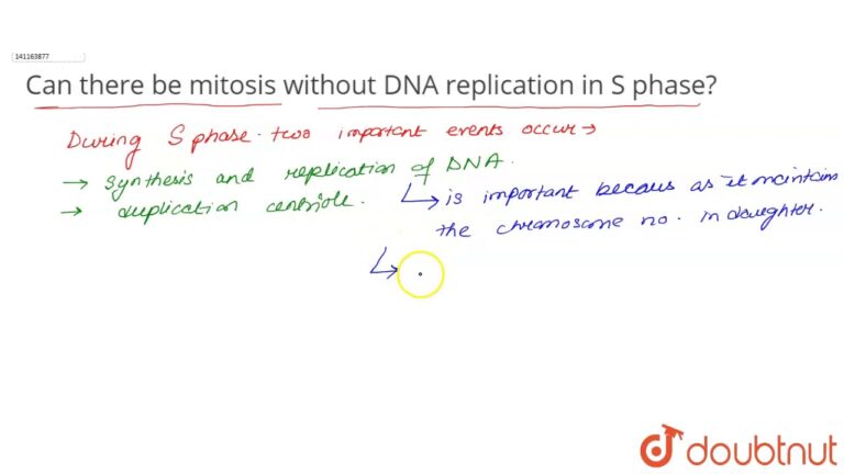 Can There Be Mitosis Without DNA Replication in S Phase? Exploring the Cell Cycle Fundamentals